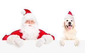 Дед Мороз с собакой породы золотистый ретривер на Новый год 2018