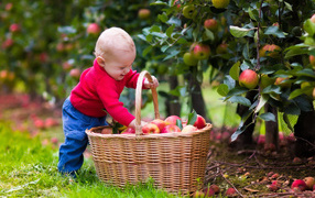 Cute smiling little kid with a basket of apples in the garden