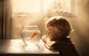 Little boy looks at aquarium with golden fish