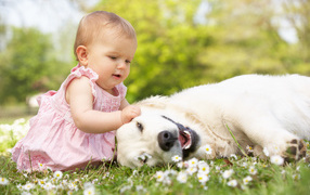 Маленькая девочка играет с белым лабрадором на зеленой траве