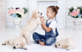Маленькая девочка играет со щенками золотистого ретривера