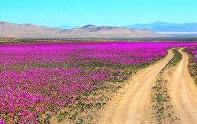 Flowering Atacama Desert, Chile