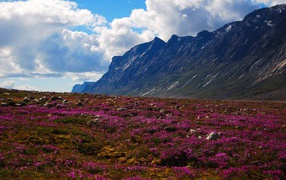 The blooming nature of the Auyuytuk National Park, Canada