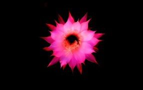 Розовый цветок на черном фоне, 3д графика