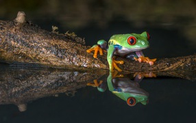 Зеленая лягушка на коряге в воде 