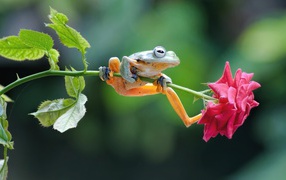 A small green frog is sitting on a rose