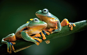 Две зеленые лягушки сидят на зеленой ветке