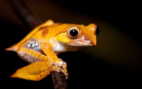 Желтая лягушка на ветке 