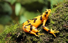 Желтая лягушка сидит на мокром мху