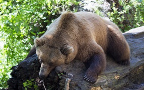 A large brown bear lies on a dry tree