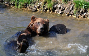 Большой бурый медведь купается в ручье
