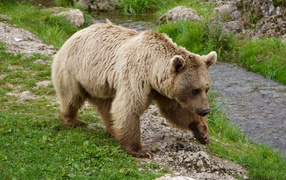 A large brown bear walks along the green grass by the stream