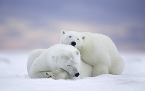Пара больших белых медведей спит на снегу