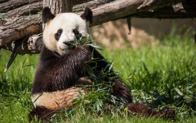A wet panda bear eats green leaves