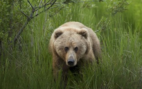 Большой бурый медведь в зеленой траве 