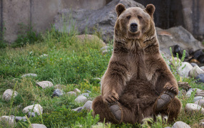 Большой бурый медведь сидит на зеленой траве