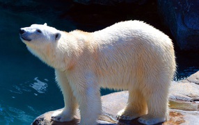 Polar bear in the zoo near the water