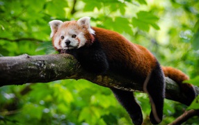 Малая панда лежит на дереве