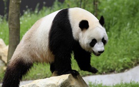 Мокрый большой медведь панда стоит на камне
