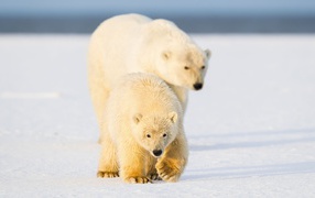 Белая медведица с медведица с медвежонком на снегу 
