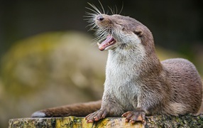 Funny otter yawns