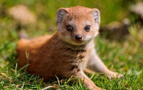 Маленький мангуст на зеленой траве