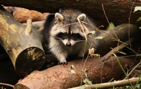Raccoon sits on wooden stumps