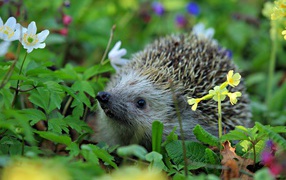 The spiny forest hedgehog stands in flowers