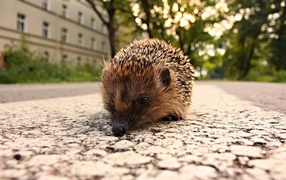 The spiny hedgehog is on the sidewalk