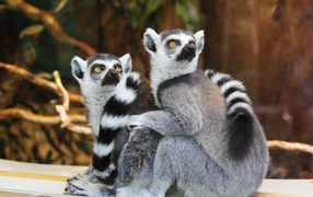 Two lemurs at the zoo are looking up
