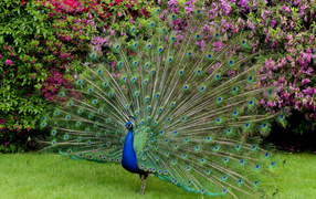 Красивый павлин распушил хвост 