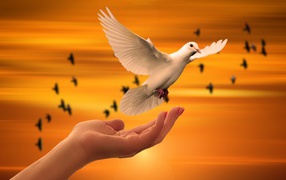 Красивый белый голубь взлетает с руки 