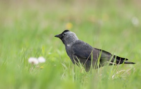 Серая ворона сидит в зеленой траве