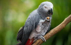 Серый попугай сидит на ветке