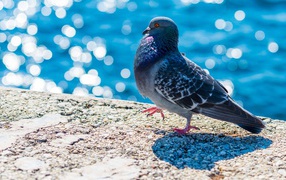 Серый голубь стоит у воды