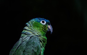Зеленый попугай на черном фоне крупным планом