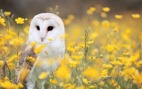 Большая белая сова сидит в желтых цветах