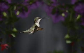 Маленькая птичка колибри крупным планом