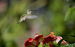 Маленькая птичка колибри летает над красными цветами гибискуса