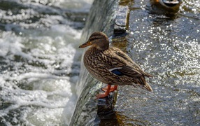 Маленькая серая утка у воды