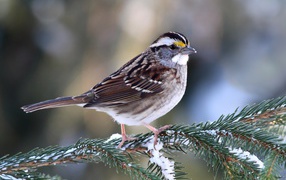 Маленький воробей сидит на еловой ветки зимой
