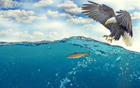 Белоголовый орлан ловит рыбу в воде 