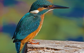 Красивая маленькая птичка зимородок сидит на дереве