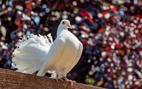 Красивый белый голубь крупным планом