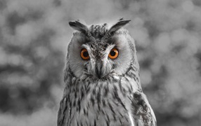 Большая серая сова с желтыми глазами