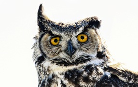 Большая сова на белом фоне крупным планом