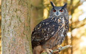 Большая сова сидит на ветке дерева