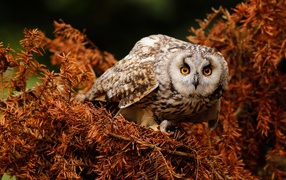 Большая сова с желтыми глазами на ветке 