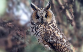 Большая сова с желтыми глазами на дереве