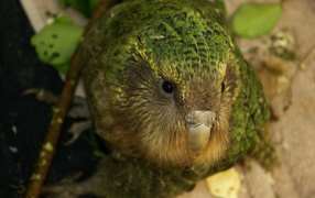 Птица Какапо крупным планом